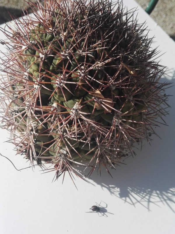 Gymnocalycium saglionis 