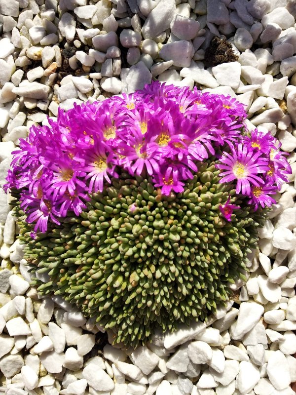 delosperma sphalmantoides