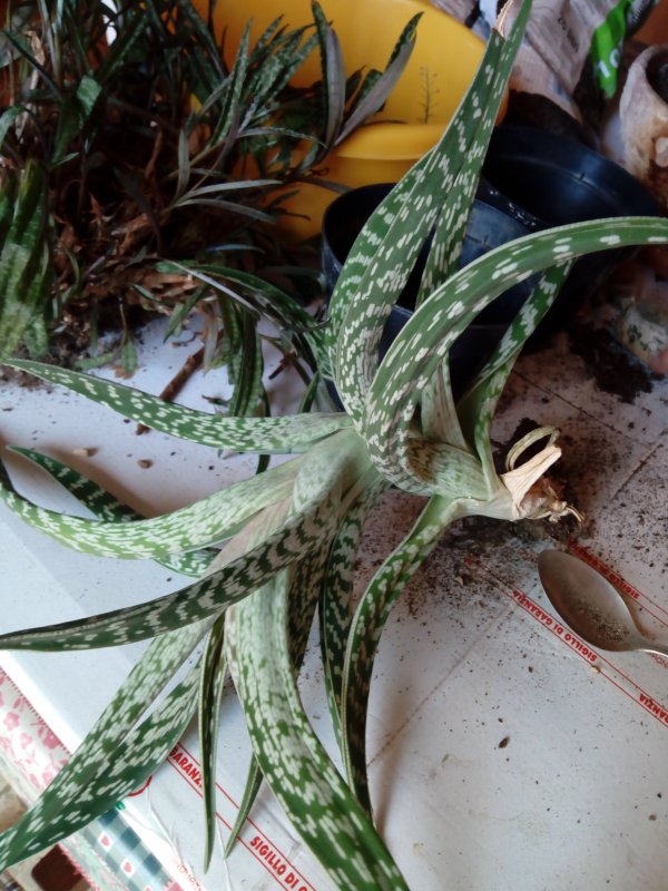 Aloe variegata?  
