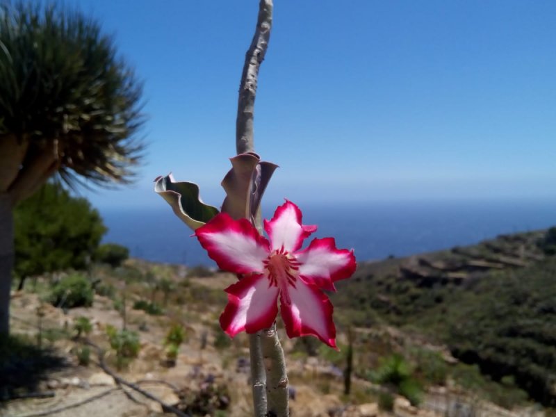 Adenium multiflorum 