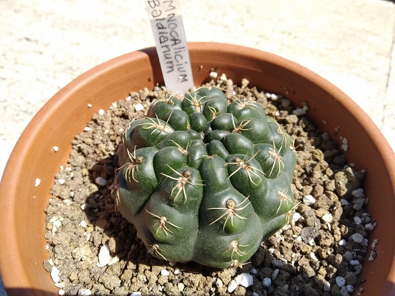 Gymnocalycium baldianum 