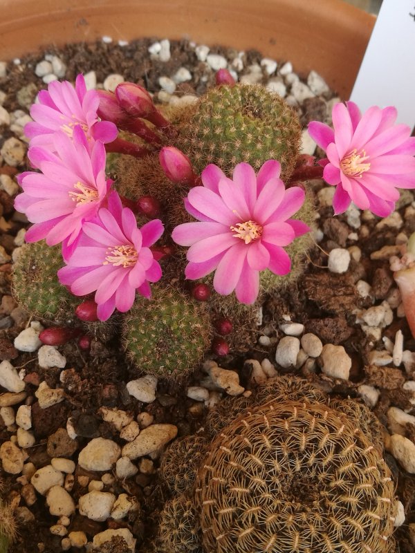 Rebutia perplexa 