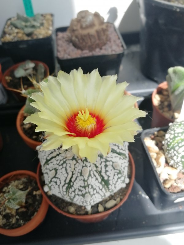 Astrophytum asterias cv. super kabuto 