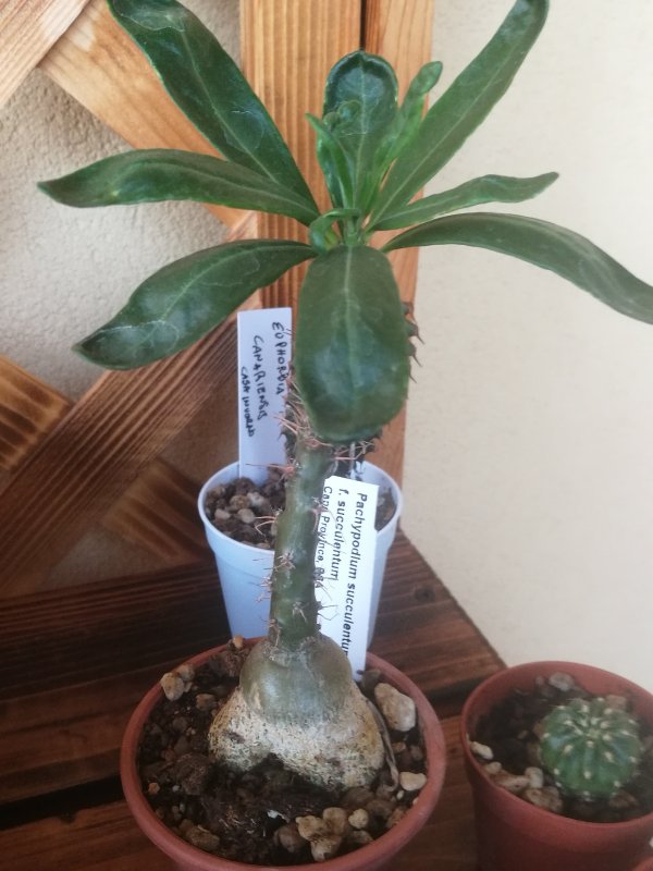 Pachypodium succulentum 