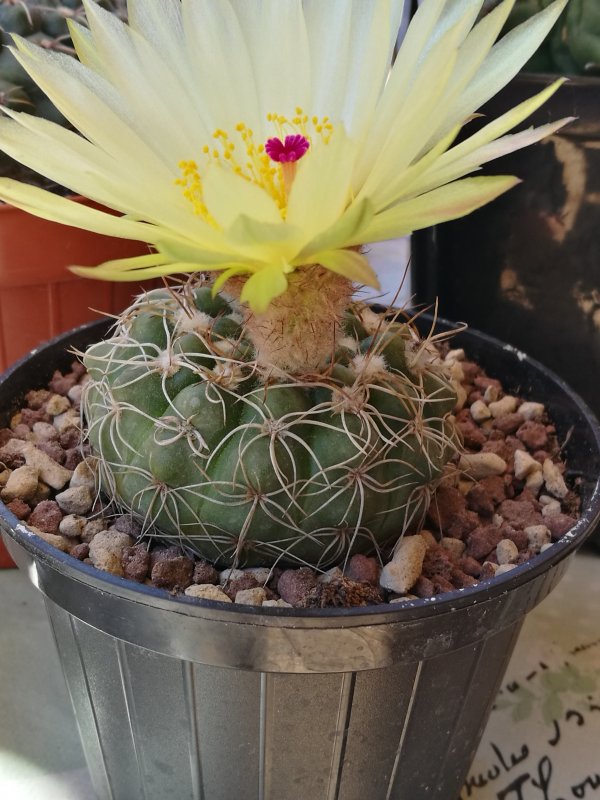 Notocactus uebelmannianus v. flaviflorus 