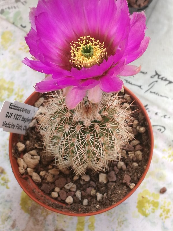 echinocereus  reichenbachii v. baileyi