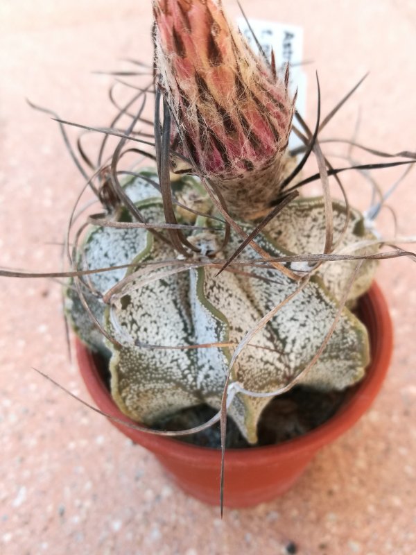 Astrophytum capricorne v. niveum SB 1158