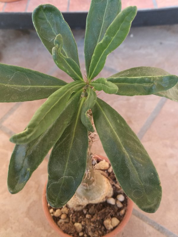 Pachypodium succulentum 