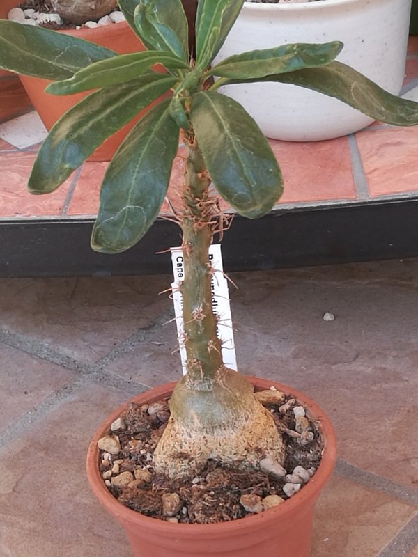 Pachypodium succulentum 