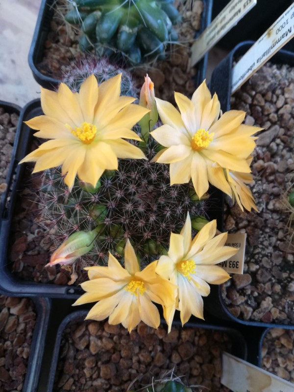 Mammillaria balsasoides 