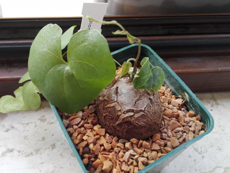 Dioscorea elephantipes 