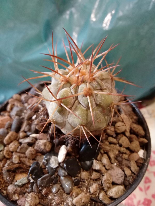 Copiapoa haseltoniana 