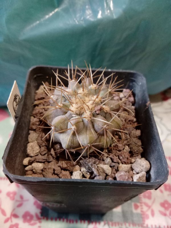 Copiapoa haseltoniana 