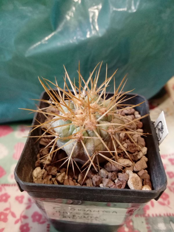 Copiapoa gigantea Rap57