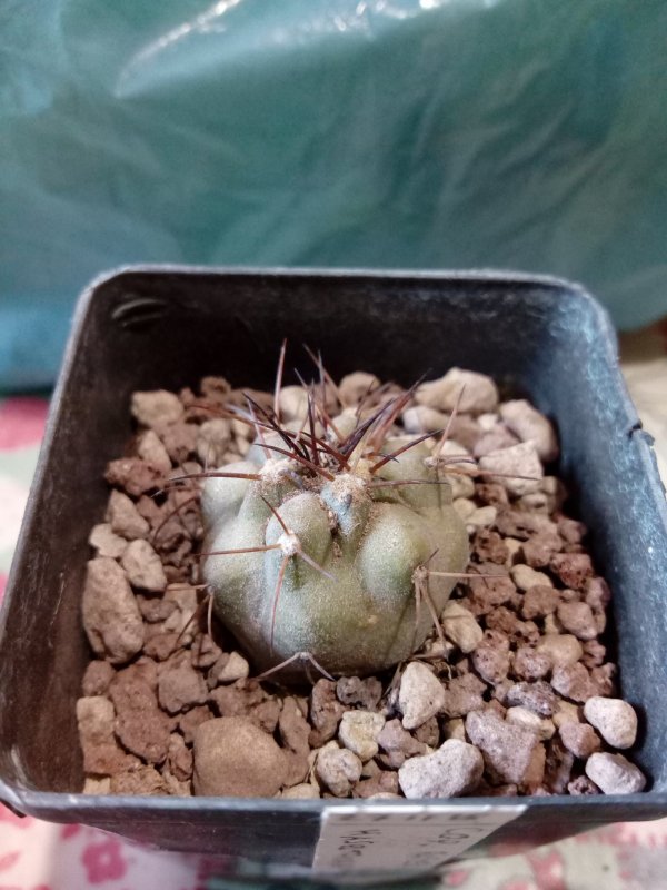 Copiapoa haseltoniana Rap56