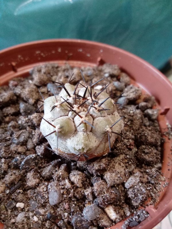 Copiapoa cinerea v. albispina Kk610