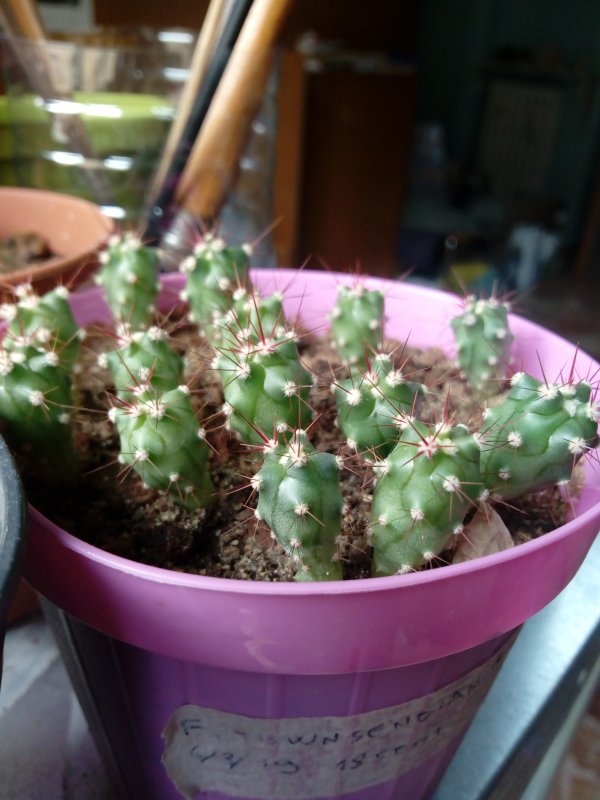 Ferocactus townsendianus 