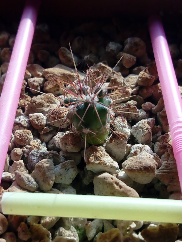 Ferocactus acanthodes 