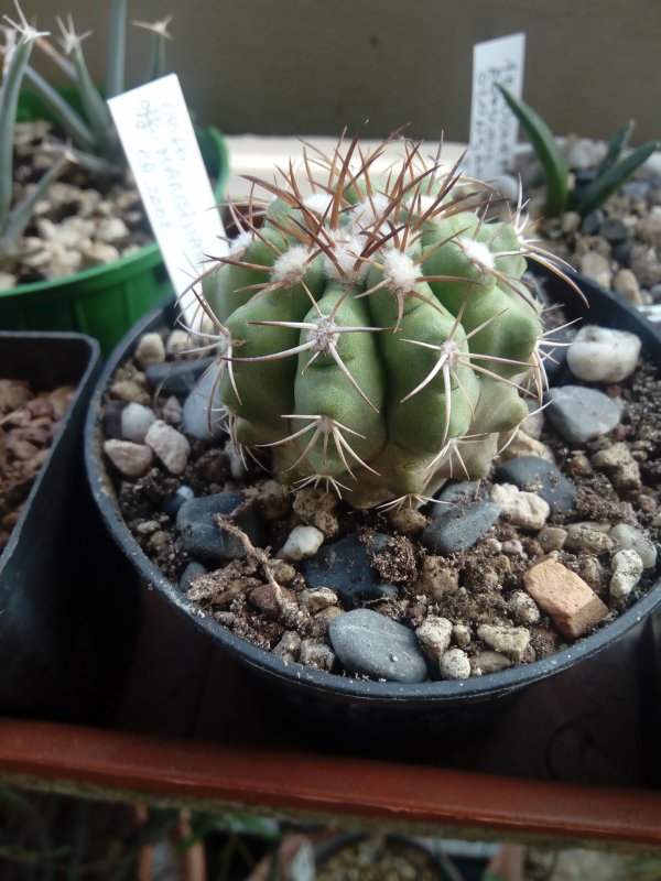 Copiapoa marginata 