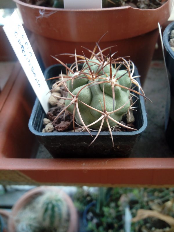 Copiapoa coquimbana 