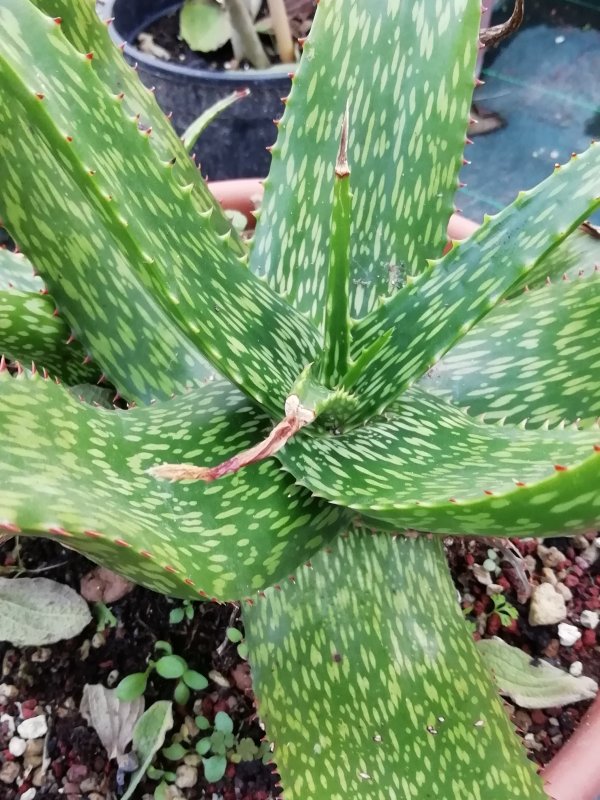 Aloe pirottae 