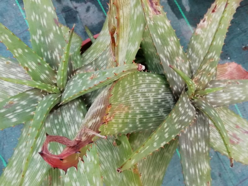 Aloe hahnii 