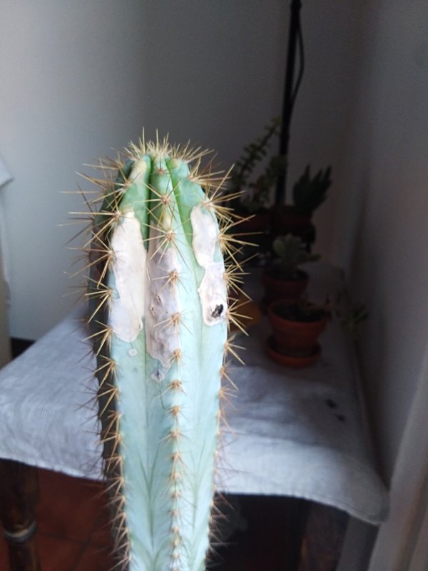 Trichocereus  