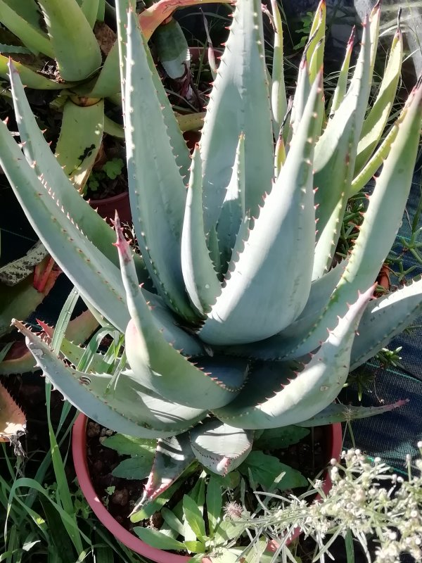 Aloe gerstneri 