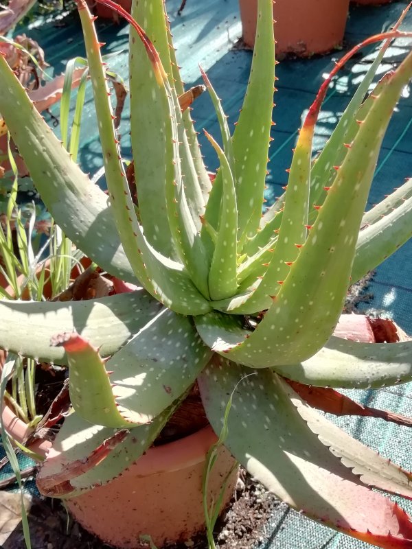 Aloe microstigma 