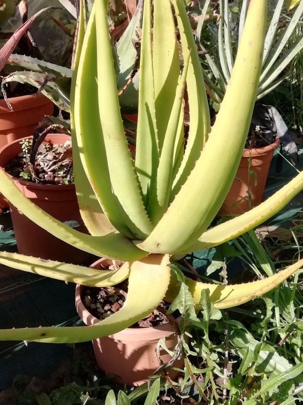 Aloe tauri 