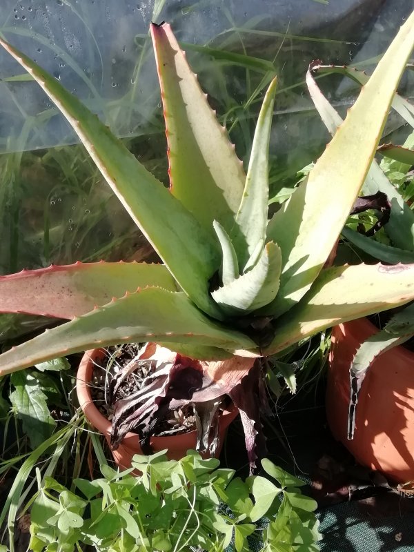 Aloe pseudorubroviolacea 