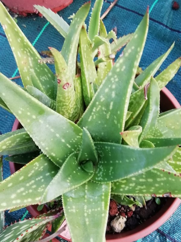 Aloe whitcombei 