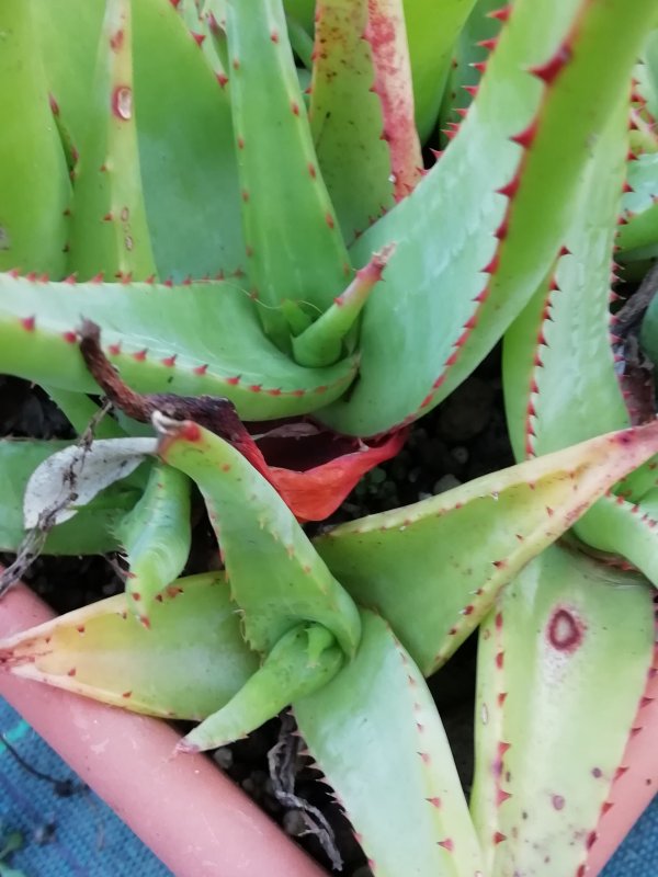 Aloe alooides 