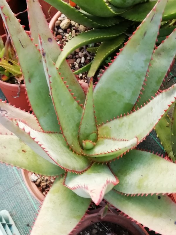 Aloe capitata ibrido 