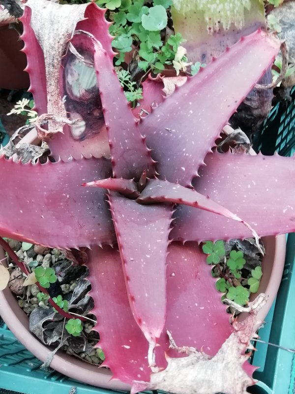 Aloe affinis? 