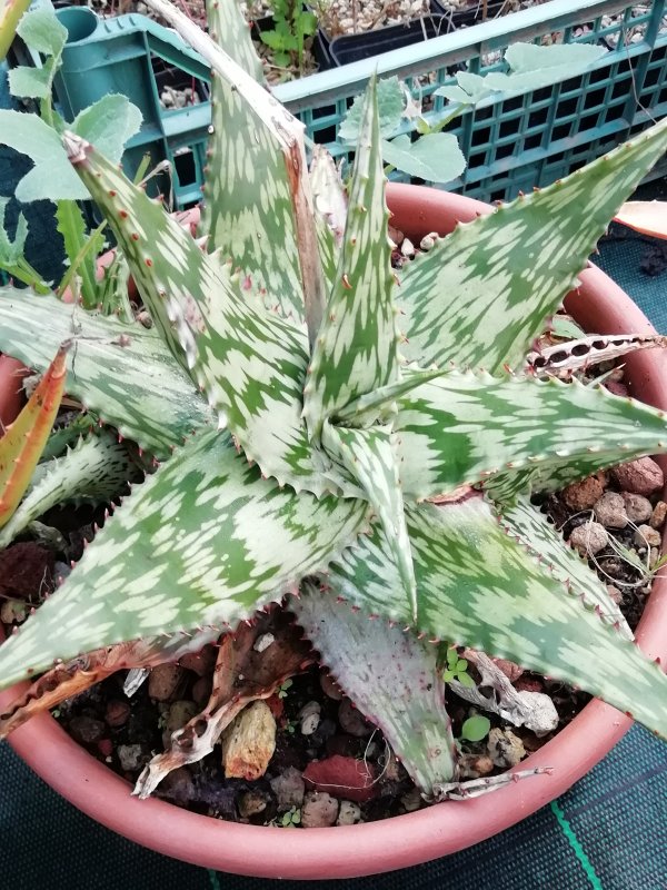 Aloe somaliensis 