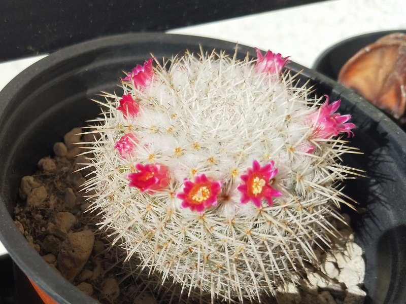 Mammillaria kunthii 