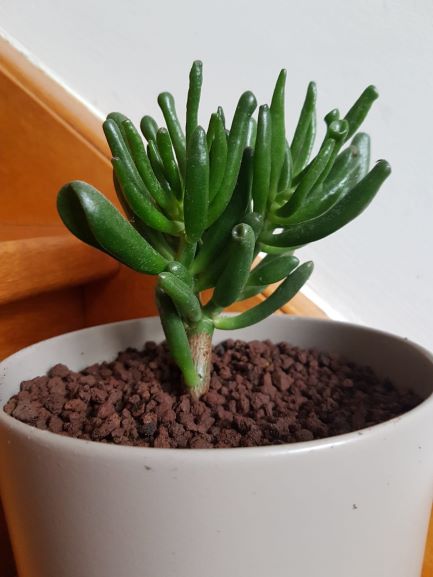 crassula ovata cv. gollum