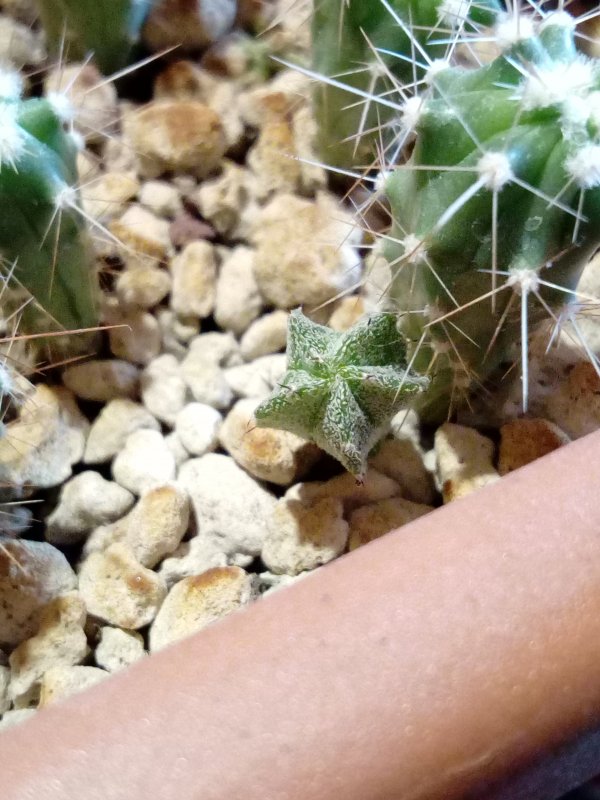 Astrophytum  