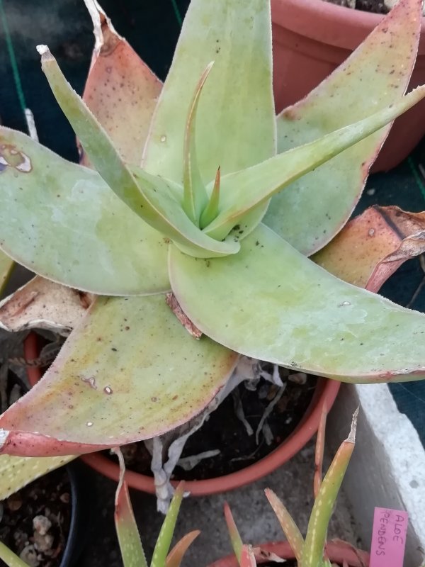 aloe viguieri