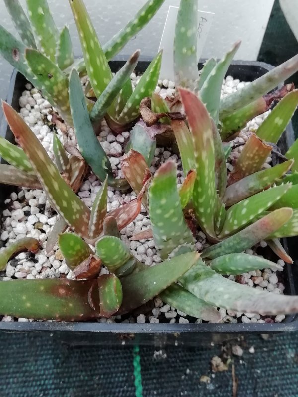 Aloe succotrina 