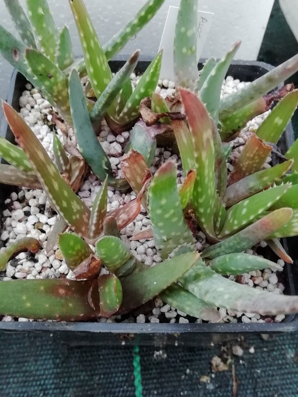 aloe succotrina