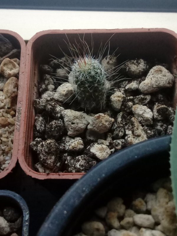 Echinofossulocactus  