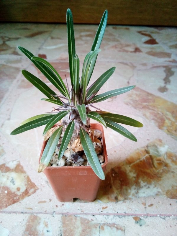 Pachypodium geayi 