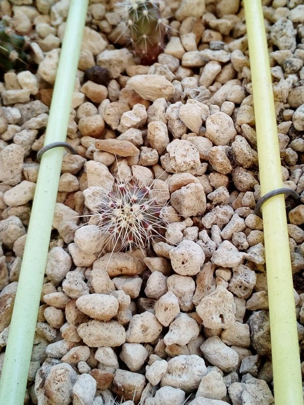 Ferocactus stainesii v. pilosus 