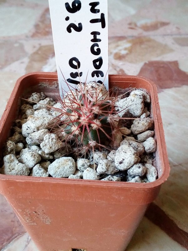 ferocactus acanthodes