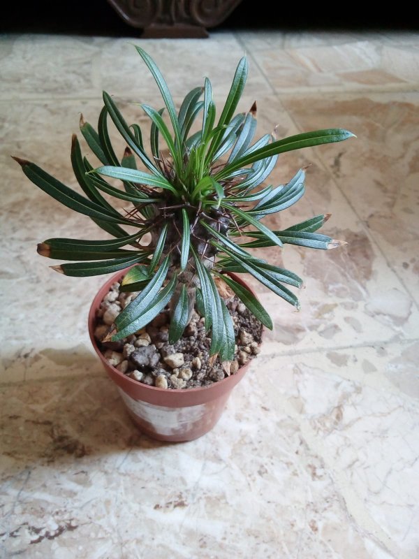 Pachypodium lamerei 