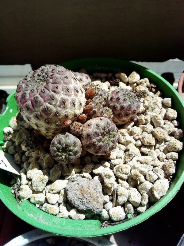 Sulcorebutia rauschii v. violacidermis 