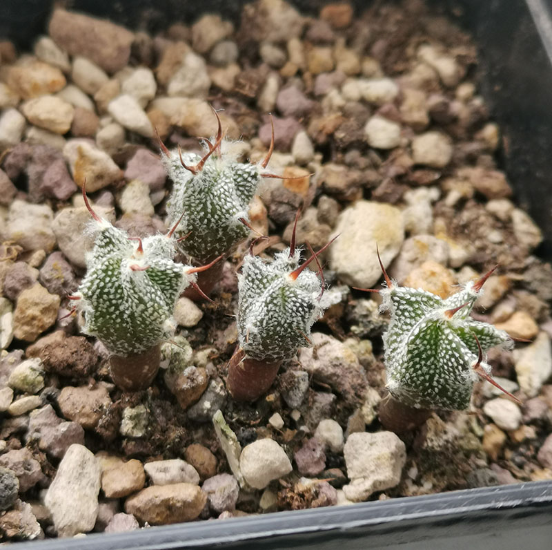 astrophytum ornatum