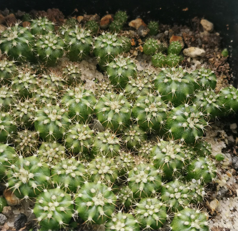 Melocactus matanzanus 